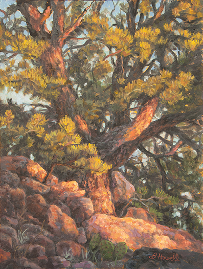 Glorieta Pinyon Pine