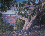 Grand Canyon - South Rim Tree